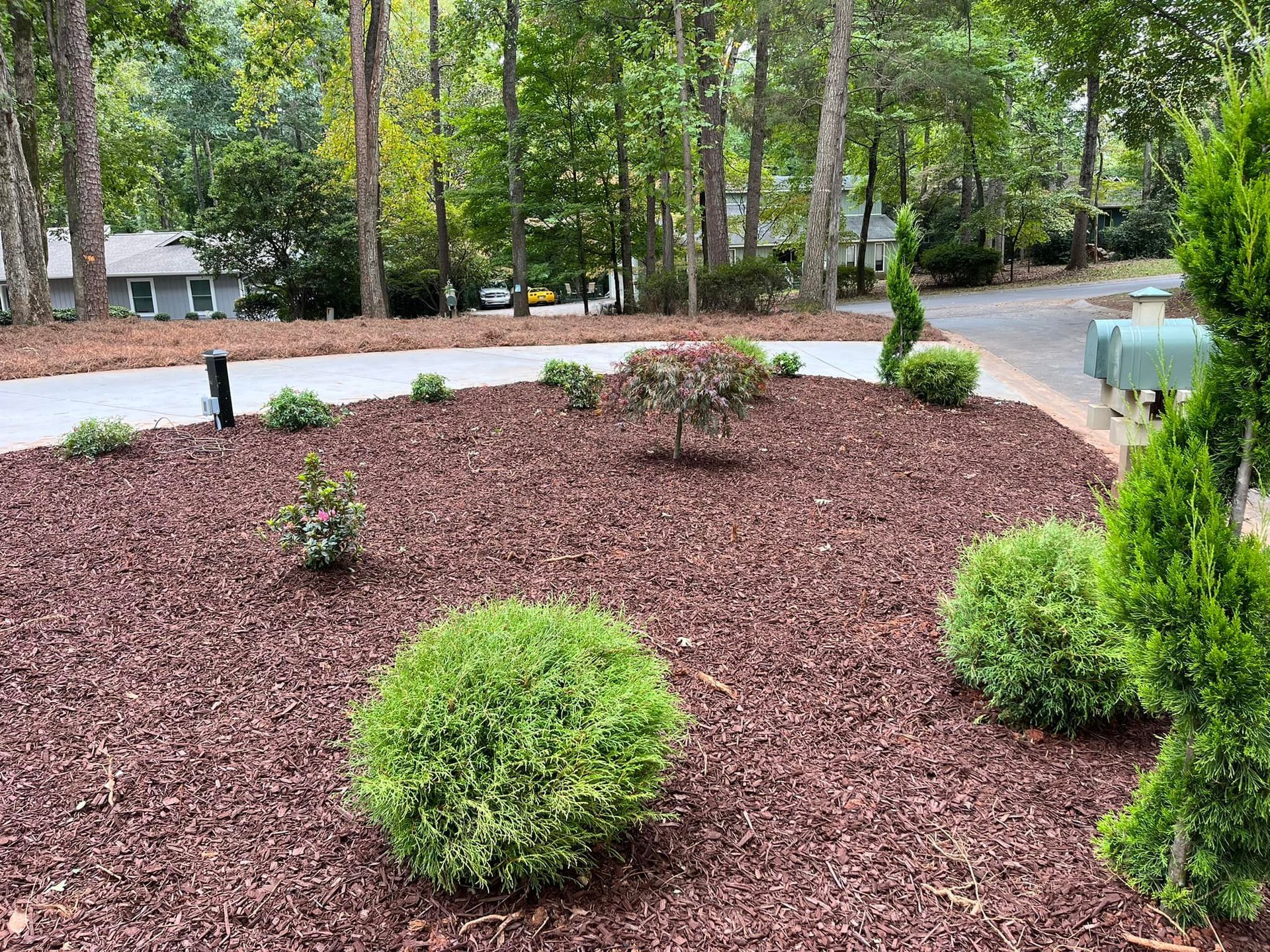 Brown mulch bed with green shrubs and a small tree, in front of a driveway, surrounded by trees.