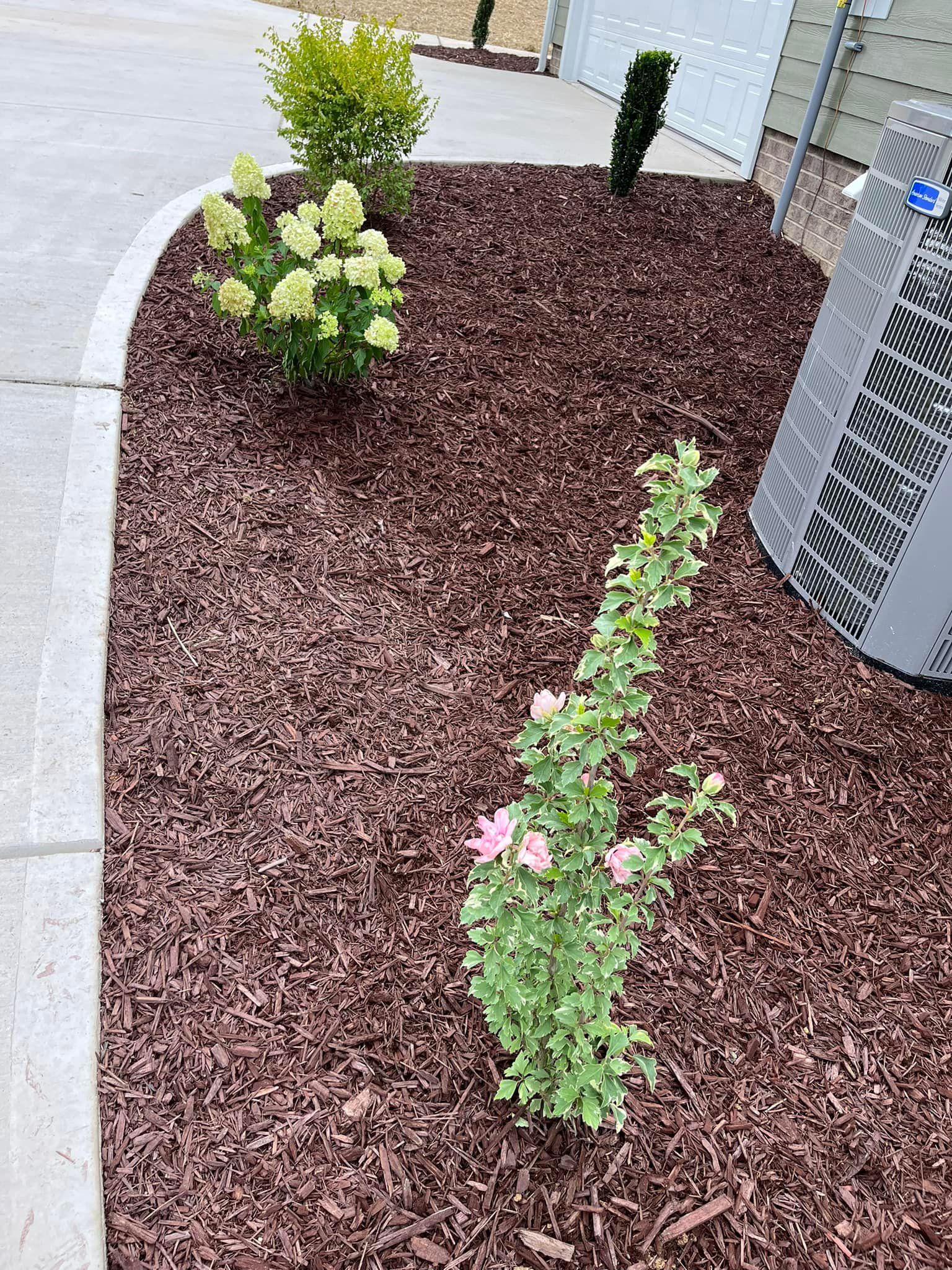 Mulched garden bed with green plants, including hydrangeas, next to a driveway.