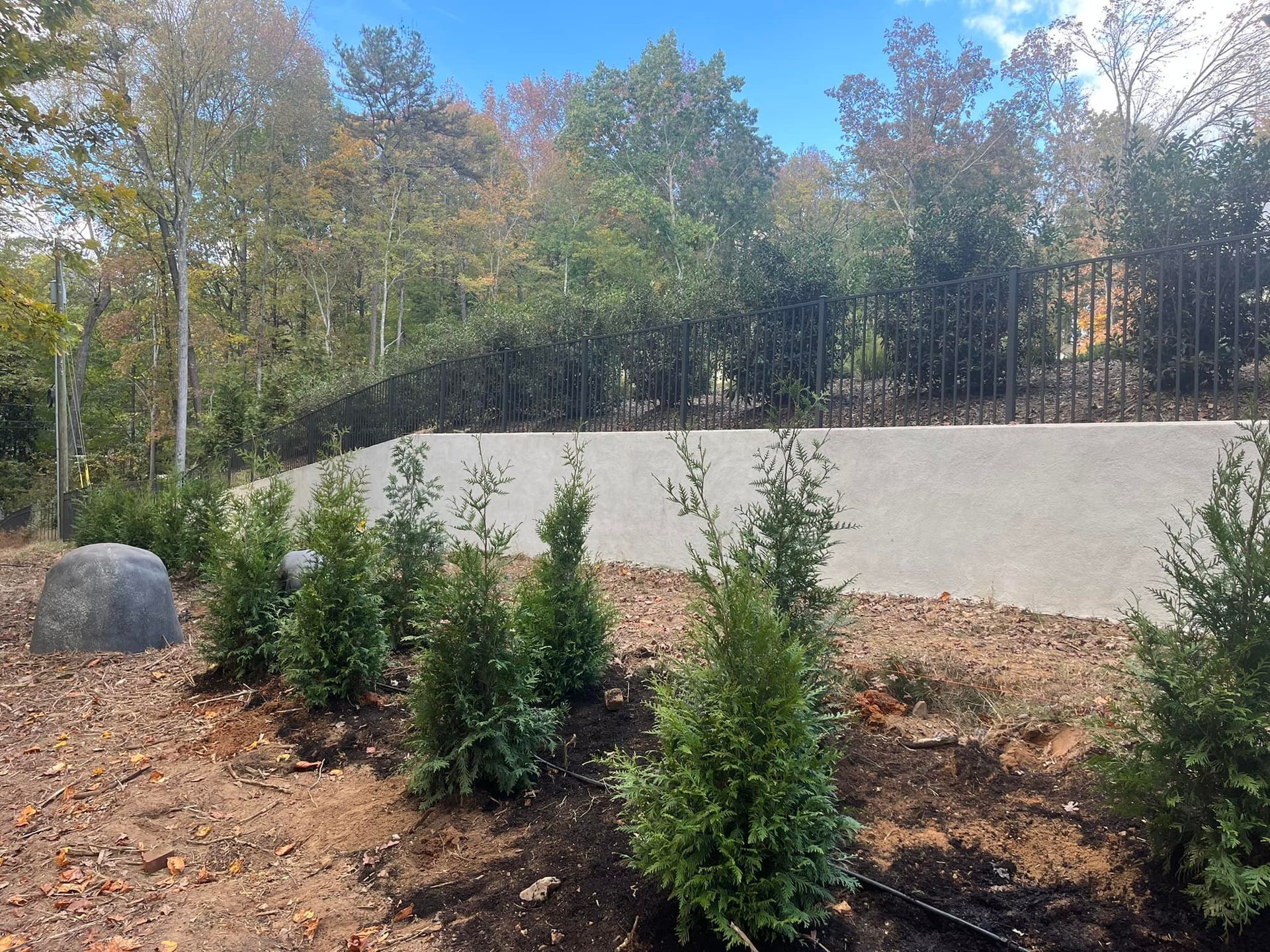 Row of green evergreen shrubs in front of a concrete retaining wall, brown soil, and a forest backdrop.