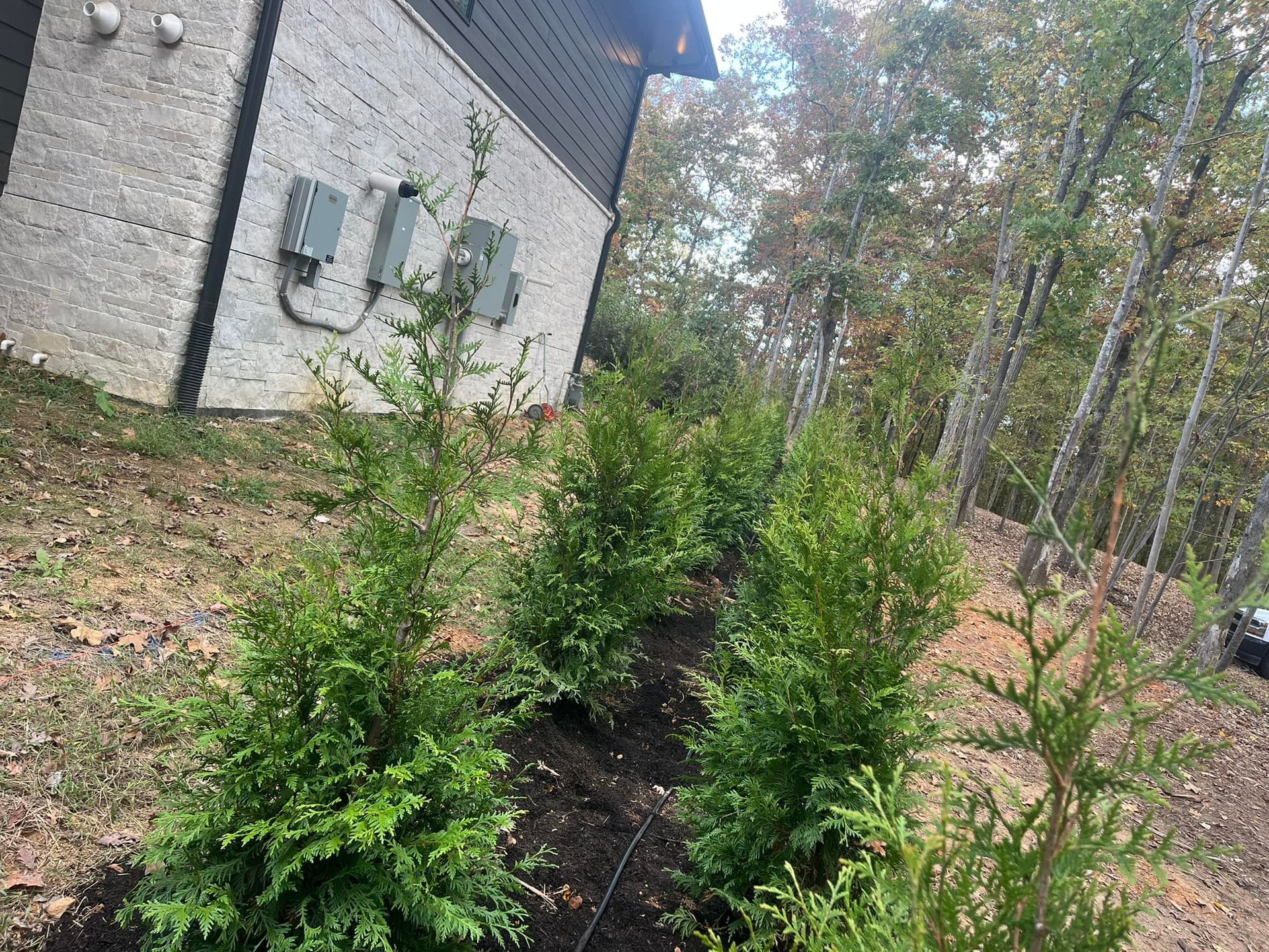 Green evergreens planted in a row along a building's side, mulch, trees in the background.