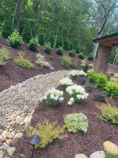 Stone pathway with white hydrangea and various green plants on a hillside, mulched with dark brown.