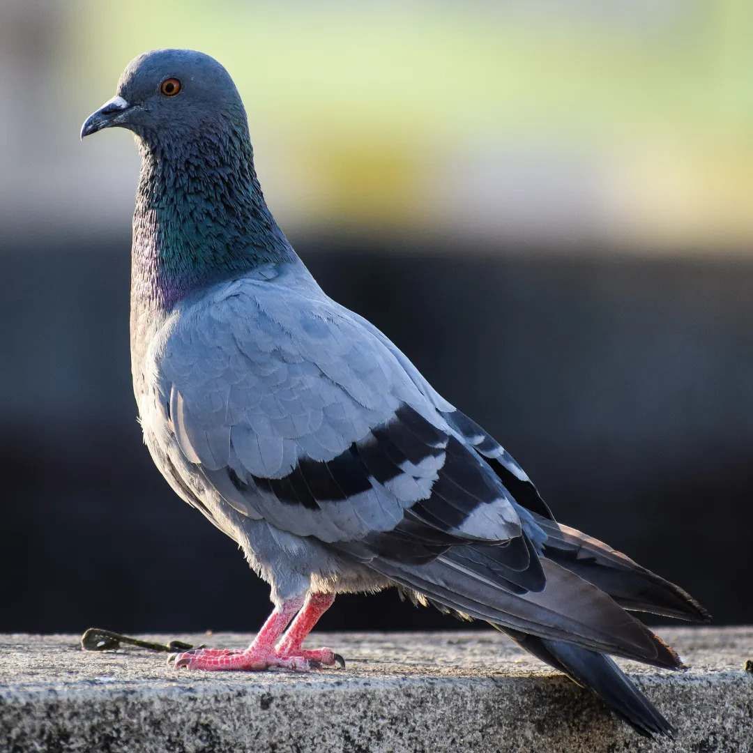Bird Control Brisbane