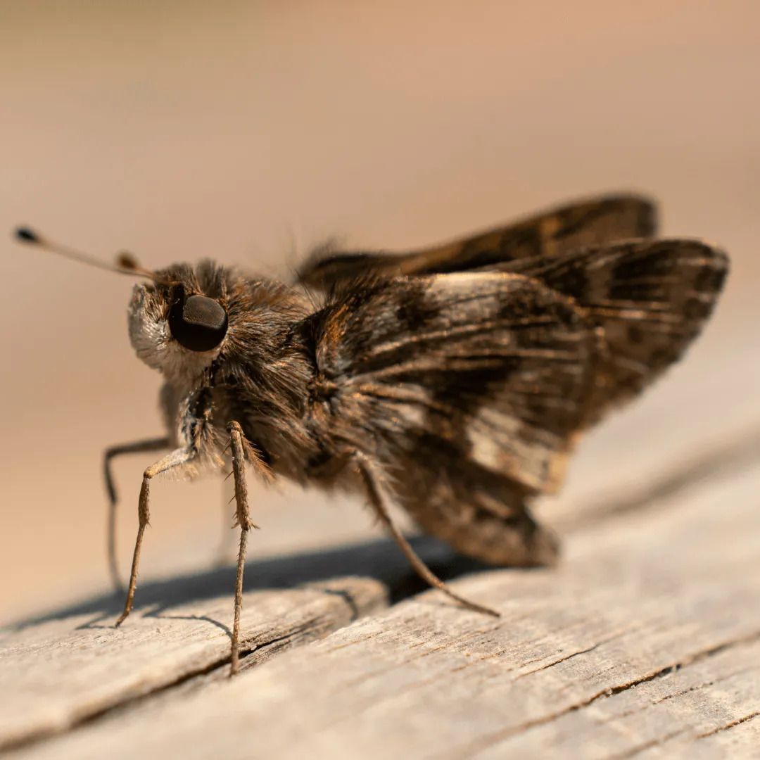 Moths Pest Control Gold Coast