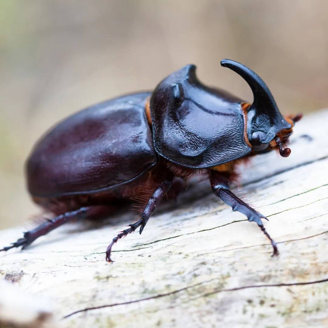 Beetles Control Gold Coast