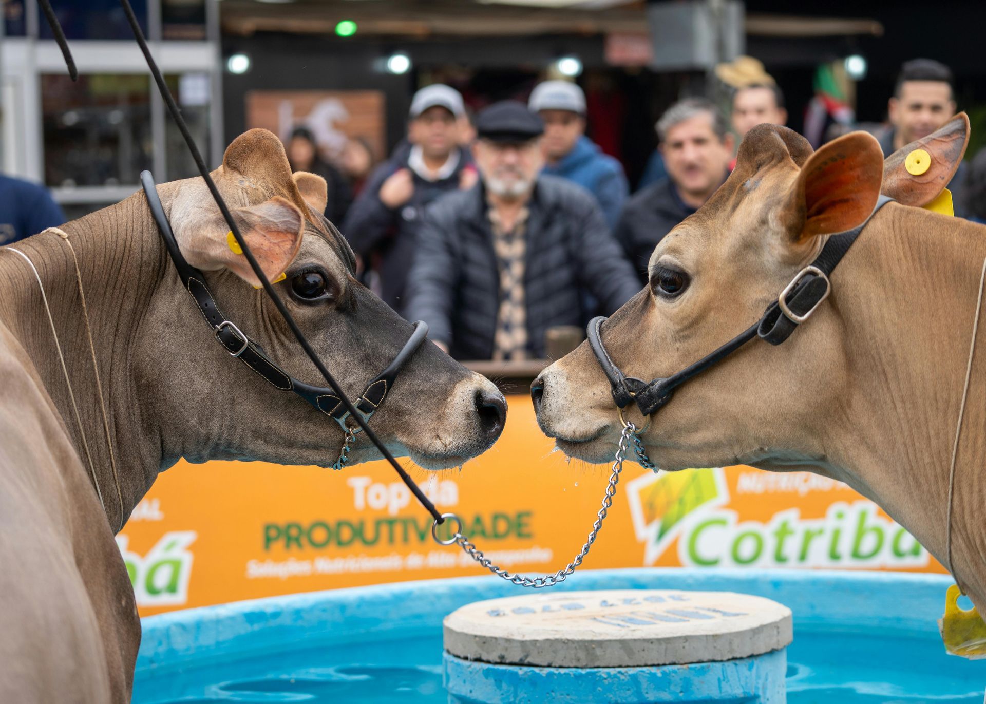 Two brown cows facing nose-to-nose at a livestock show, with spectators and a banner in the background