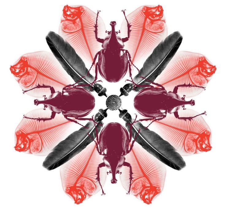 Arrangement of insects, feathers, and fish bones in a symmetrical pattern, with burgundy, red, and gray elements on white.
