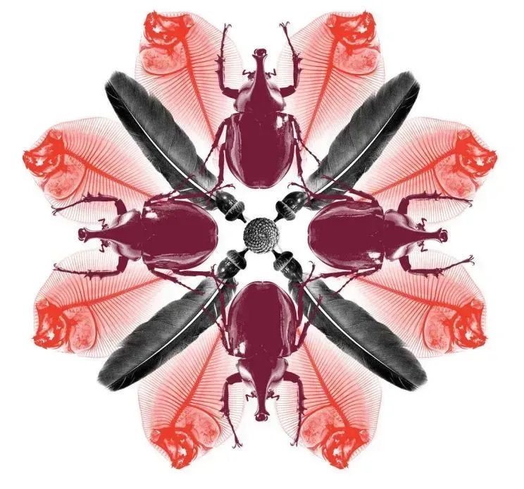 Arrangement of insects, feathers, and fish bones in a symmetrical pattern, with burgundy, red, and gray elements on white.