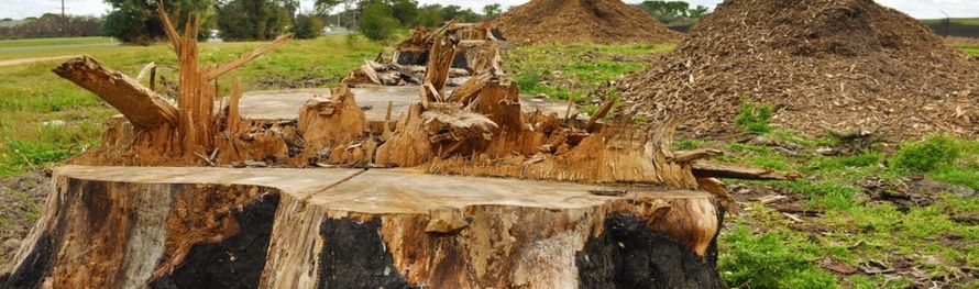 Stump Grinding Stump Grinding