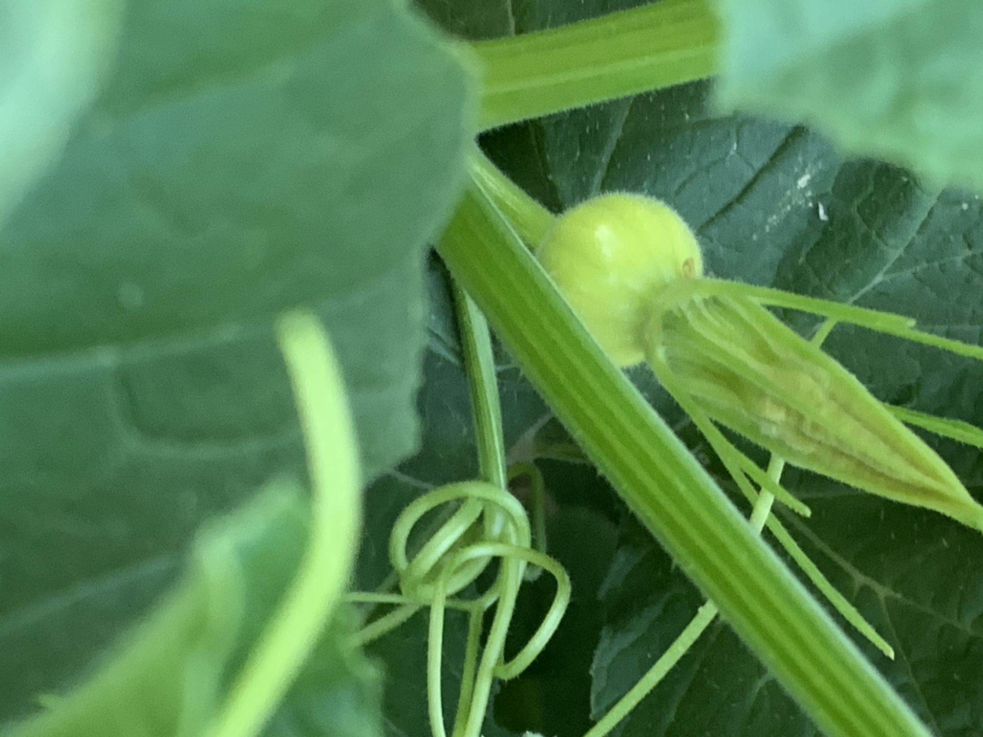 A close up of a green plant with a yellow flower bud