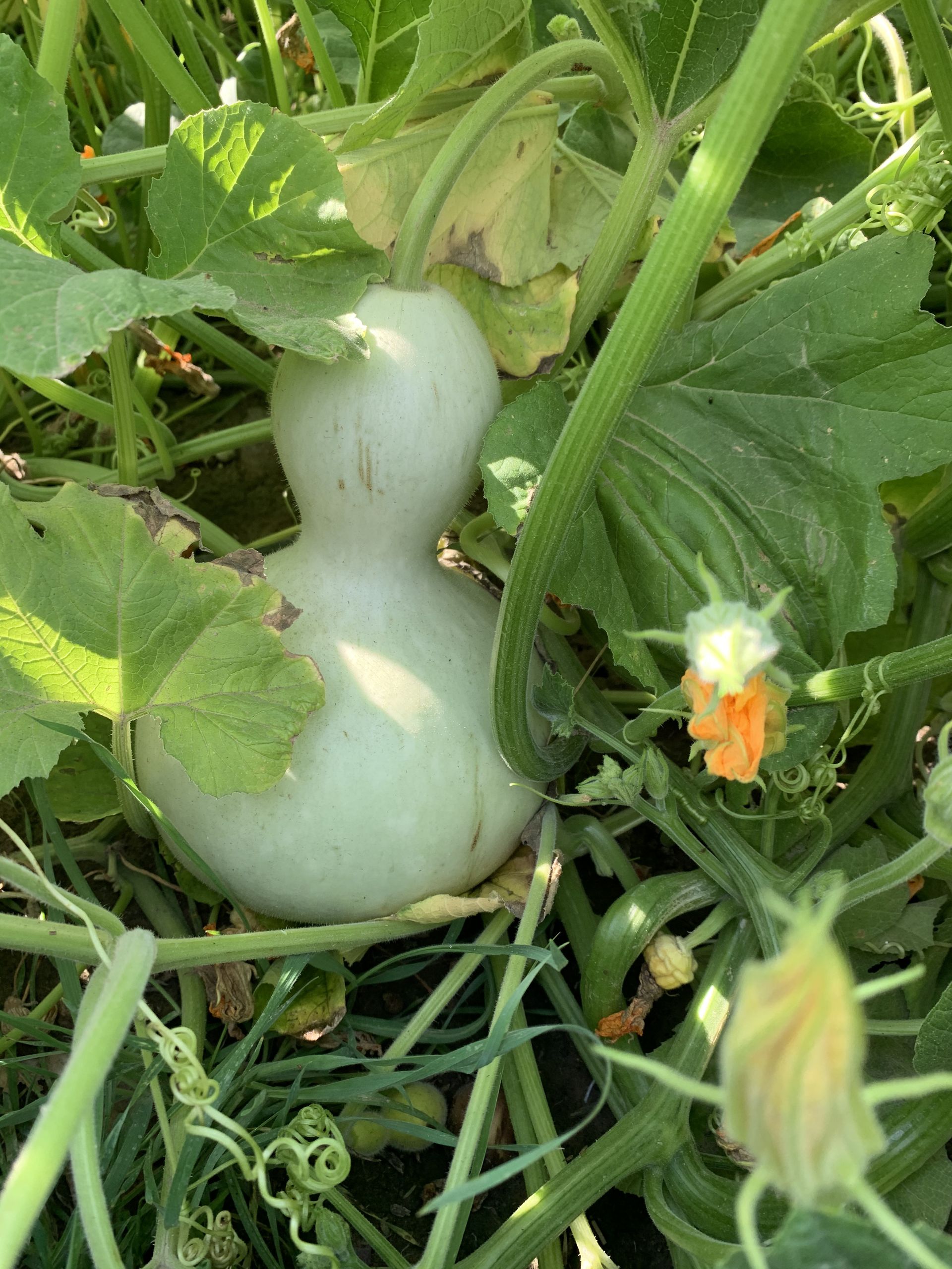 locally grown produce