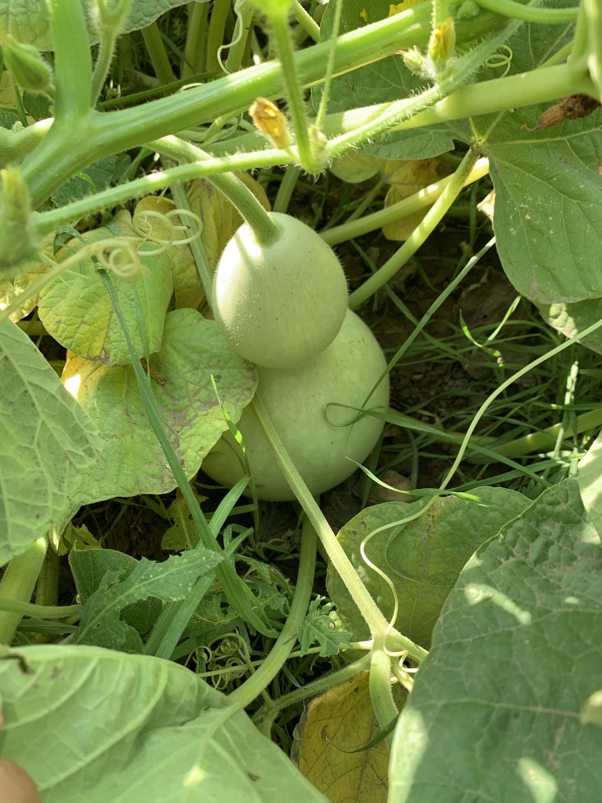 A person is holding a white pumpkin growing on a vine.