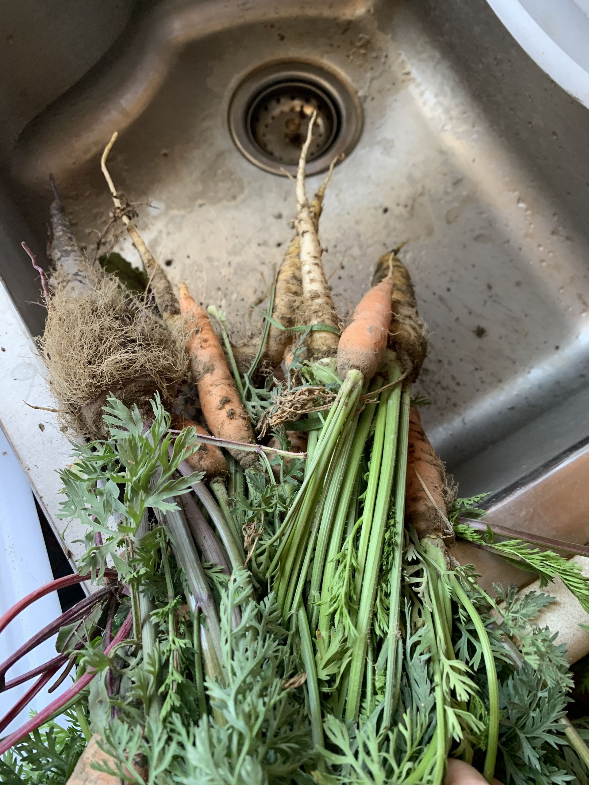 A bunch of carrots are sitting in a sink.