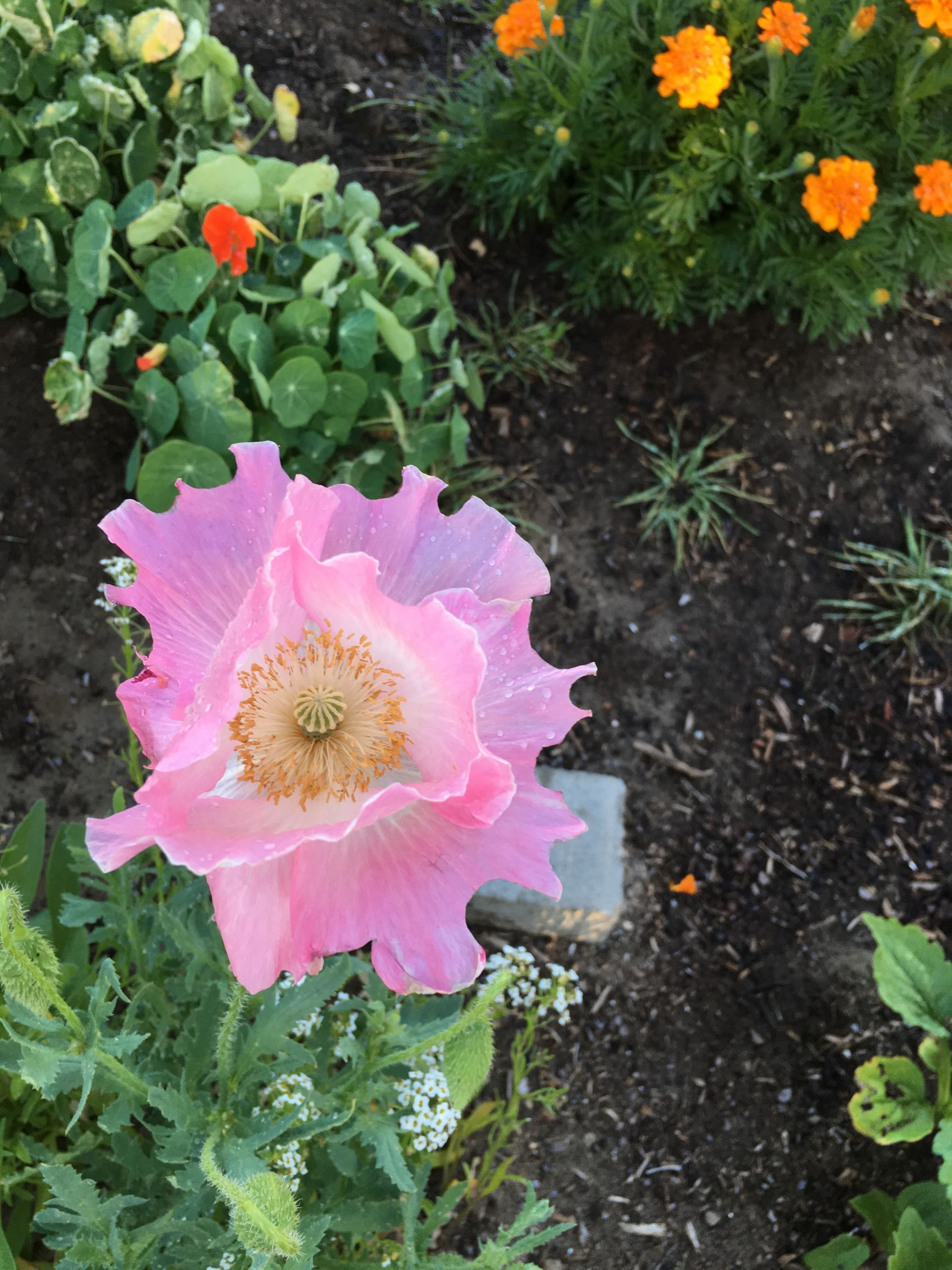 bright pink grown flower 