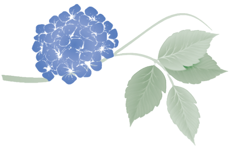 Blue hydrangea flower with green leaves and stem.