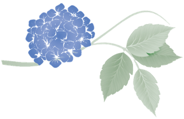 Blue hydrangea flower with green leaves and stem.