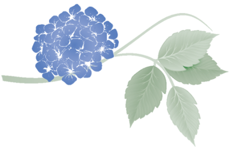 Blue hydrangea flower with green leaves on a white background.