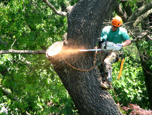 A man is cutting a tree with a chainsaw