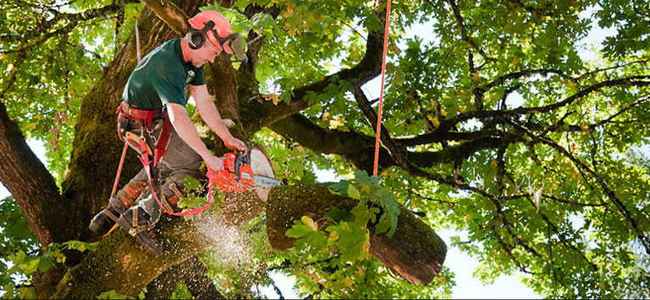 Intense tree removal skills