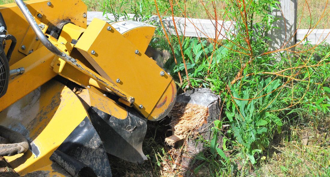 A yellow stump grinder is cutting a tree stump in the grass.