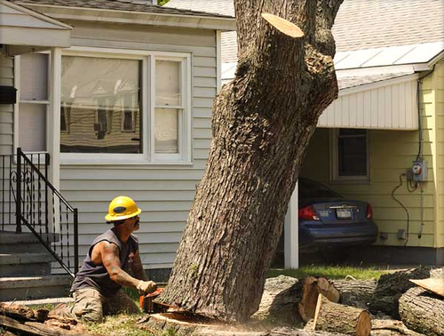 A man is cutting a tree with a chainsaw in front of a house.