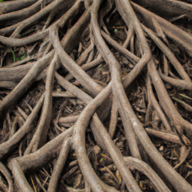 A close up of a tree roots laying on the ground.