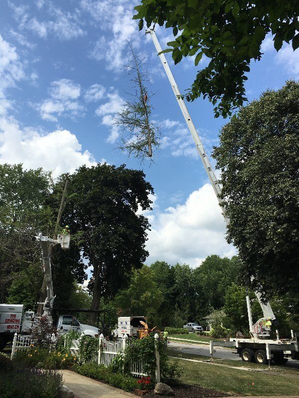 Tree Removal — Cutting Trees in Cuyahoga Falls, OH