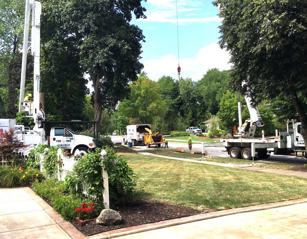 Pruning — Men Cutting Trees in Cuyahoga Falls, OH