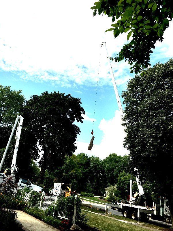 Land Clearing — Carrying Tree Trunk in Cuyahoga Falls, OH