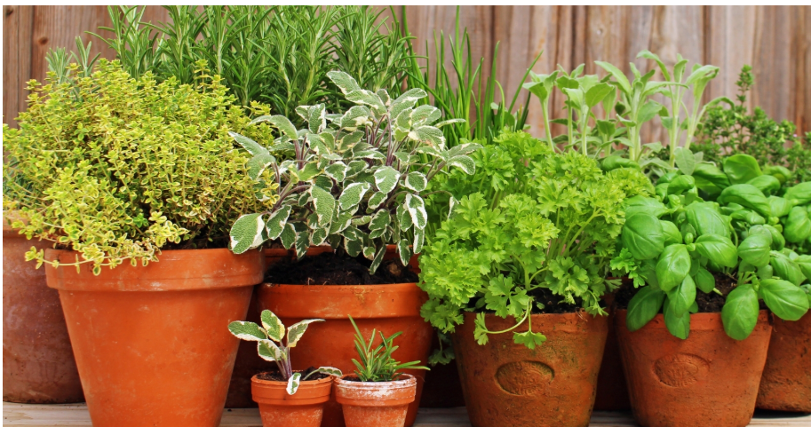 Plan an Herbal Garden April 18, 10:30-11:30am