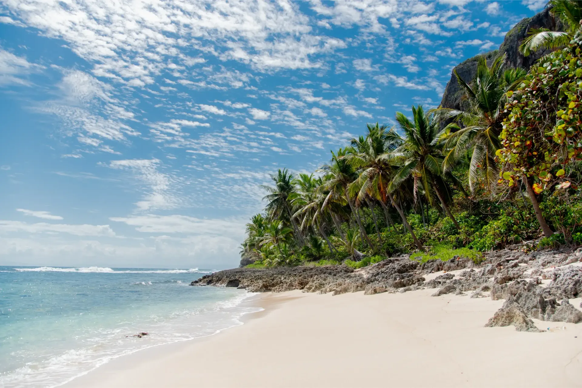 A tropical beach with palm trees and a blue sky