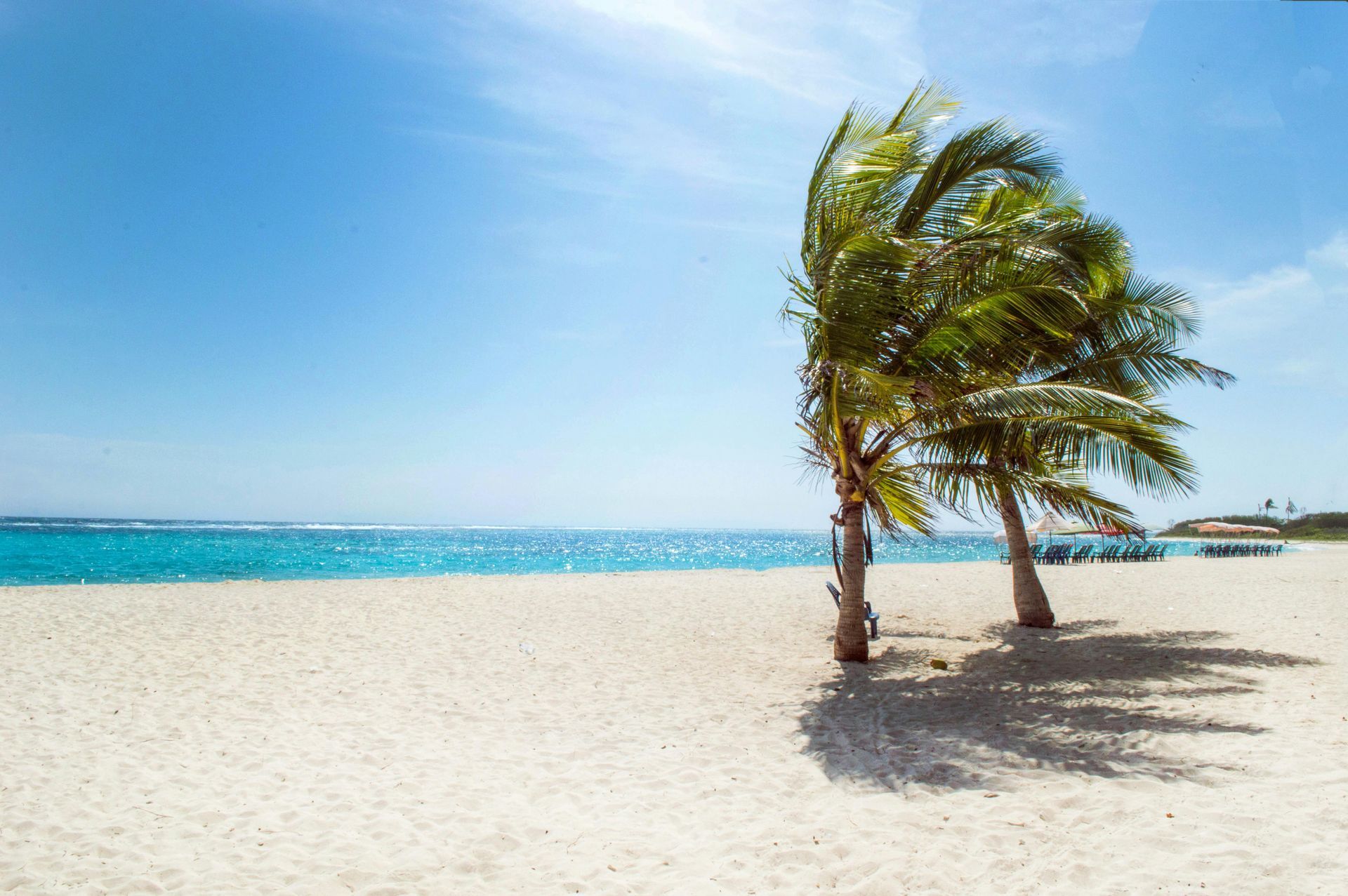Two palm trees are blowing in the wind on a beach.