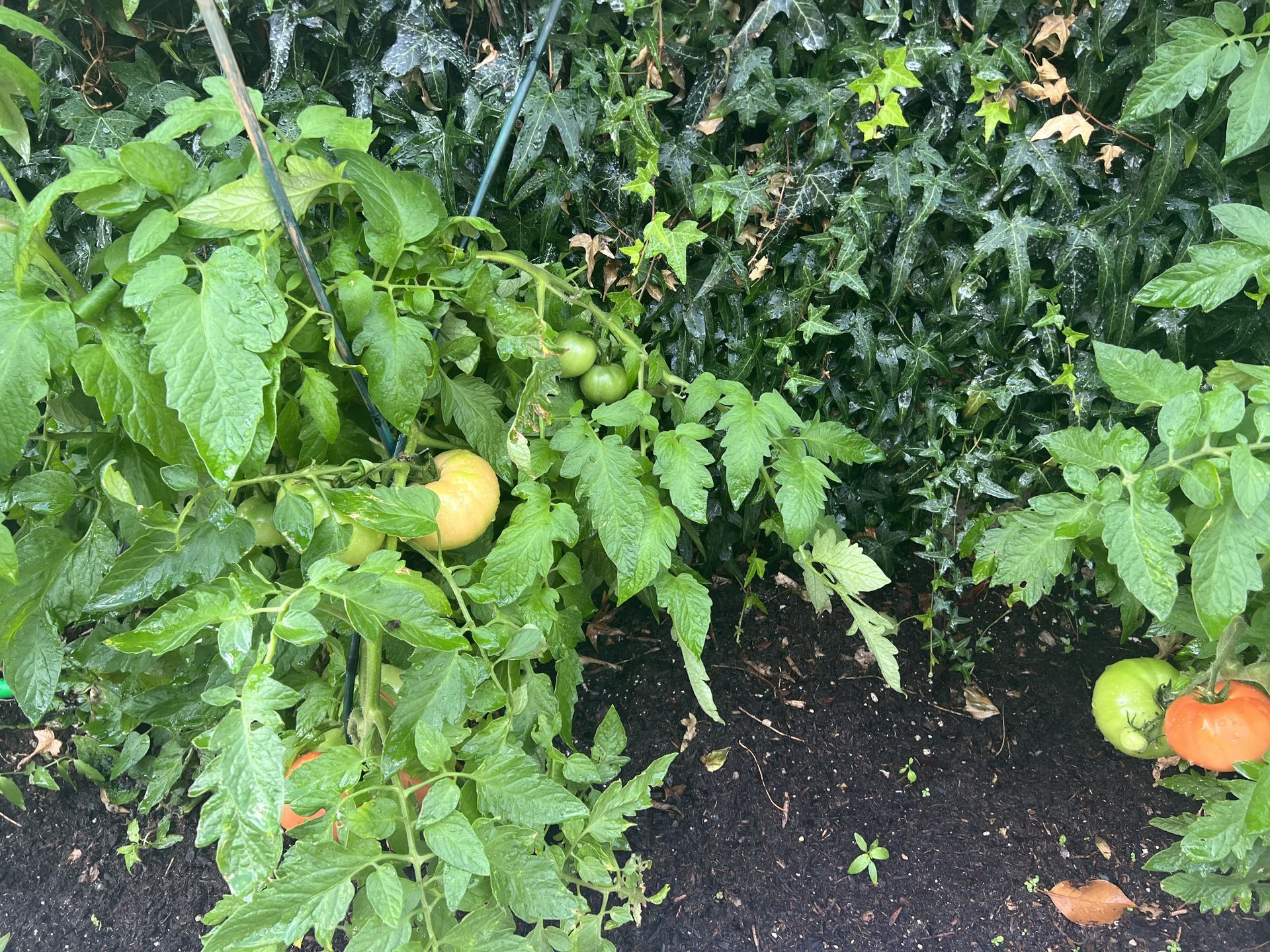 A bunch of tomatoes are growing on a vine in a garden.