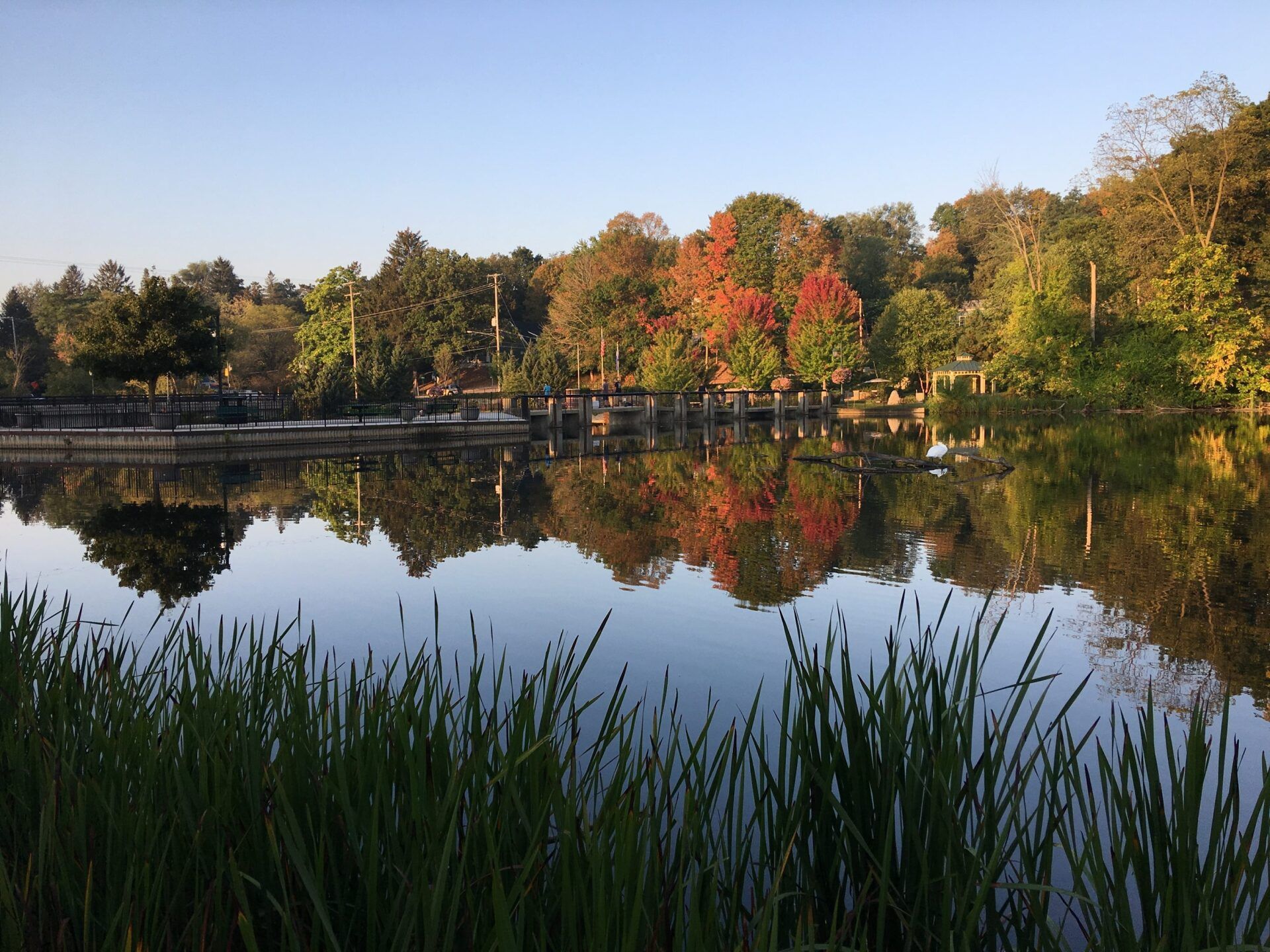 Lush trees with autumn foliage reflect in calm lake. Green reeds in the foreground.