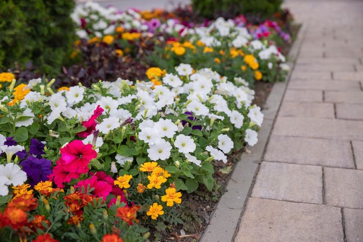 A row of colorful flowers growing in a garden next to a sidewalk.