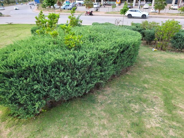 A white car is driving down a street next to a hedge in a park.