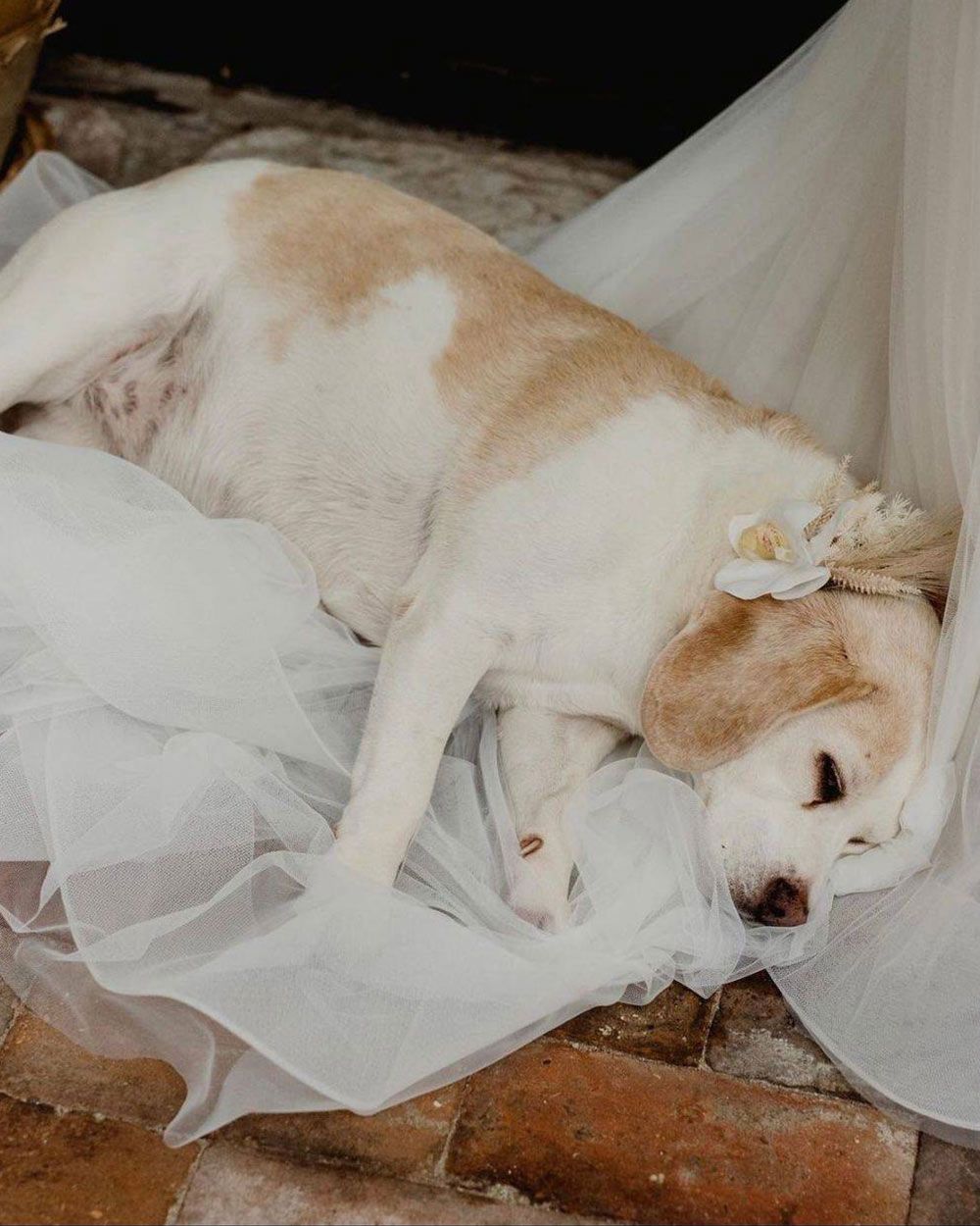 Sleeping Dog With White Collar Flower — Vintage La Belle In Mount Hutton NSW