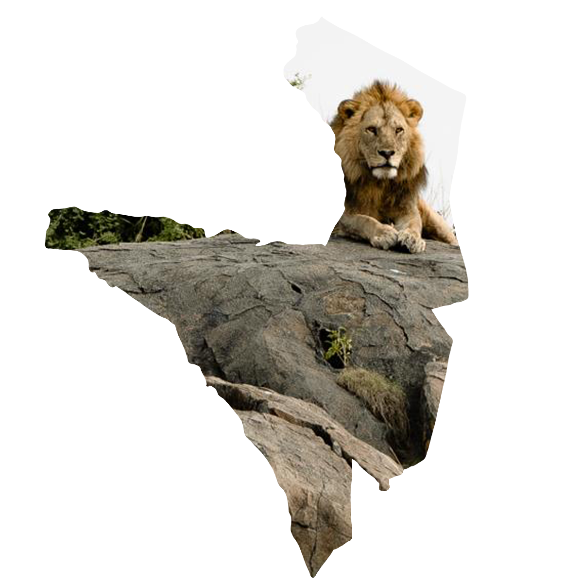 A lion is laying on a rock in the shape of a state