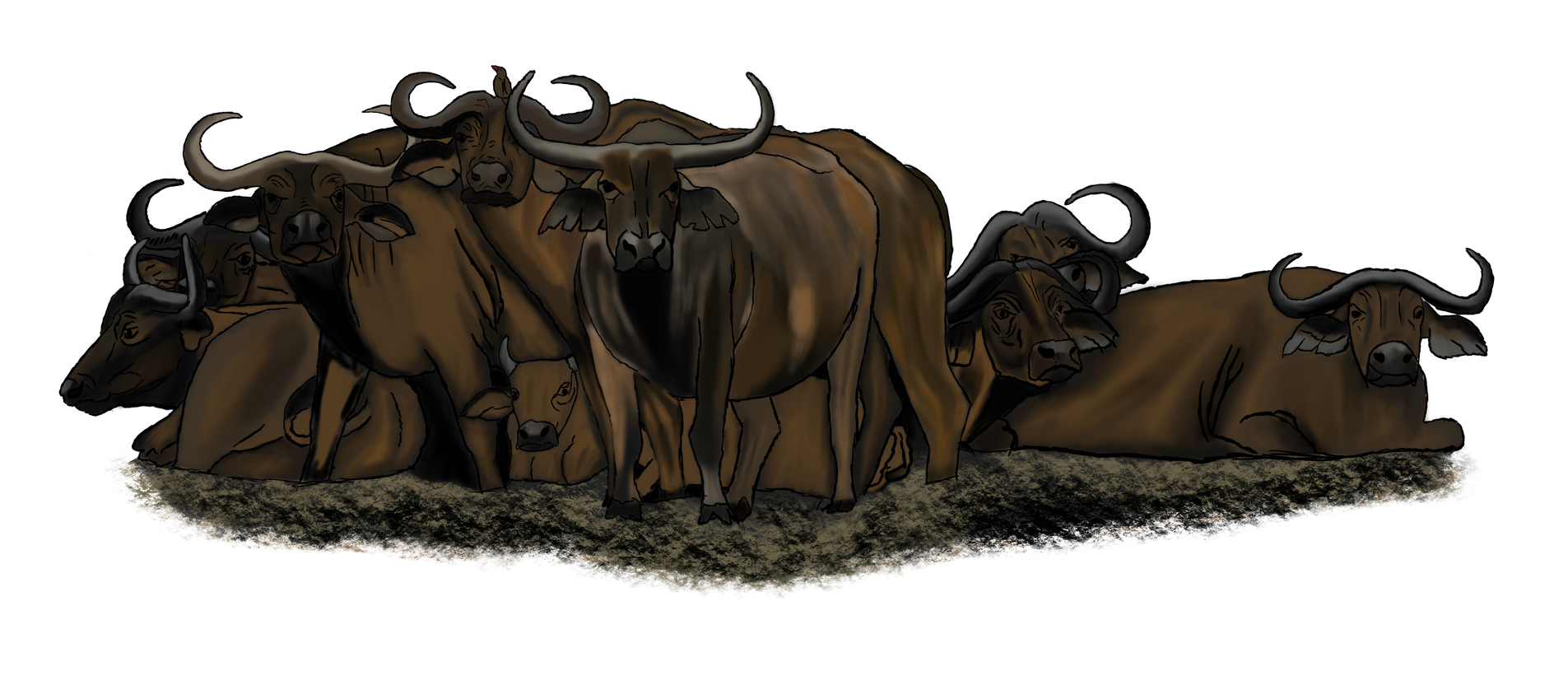 A herd of buffalo laying down in the grass on a white background.