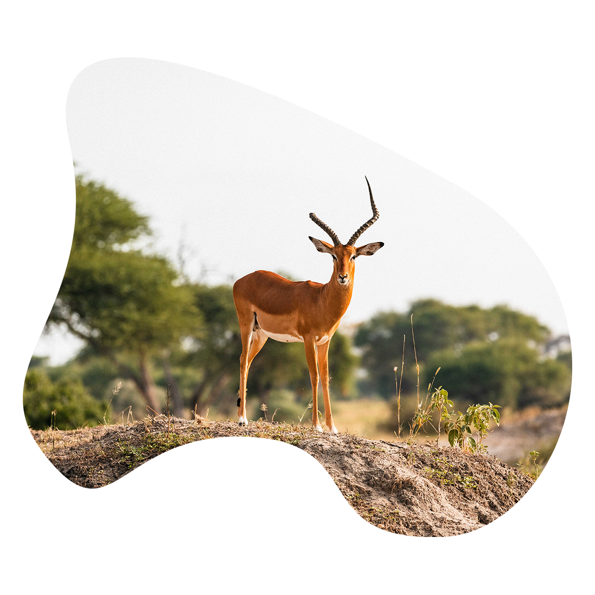 A deer is standing on top of a dirt hill.