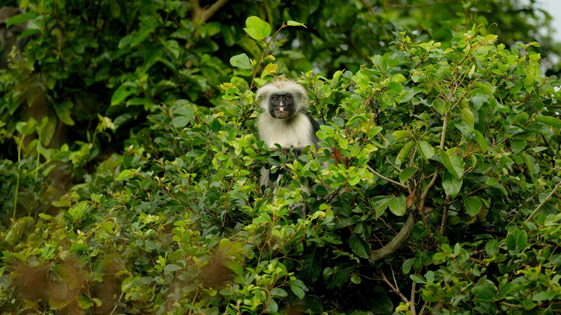 A monkey is sitting in a tree with lots of leaves.