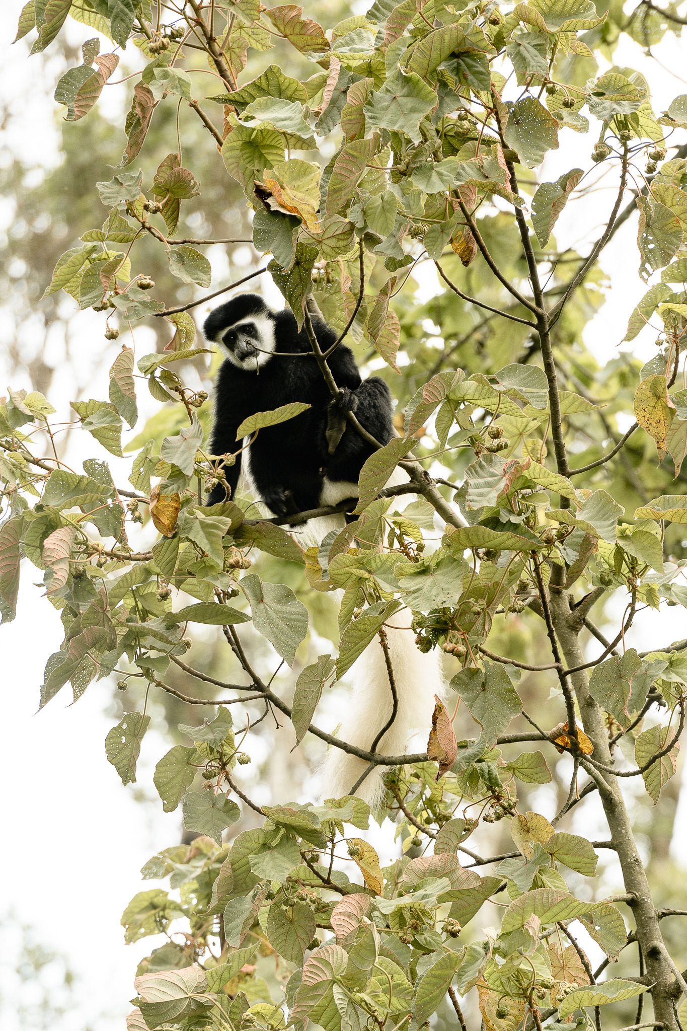 A black and white monkey is sitting on a tree branch.