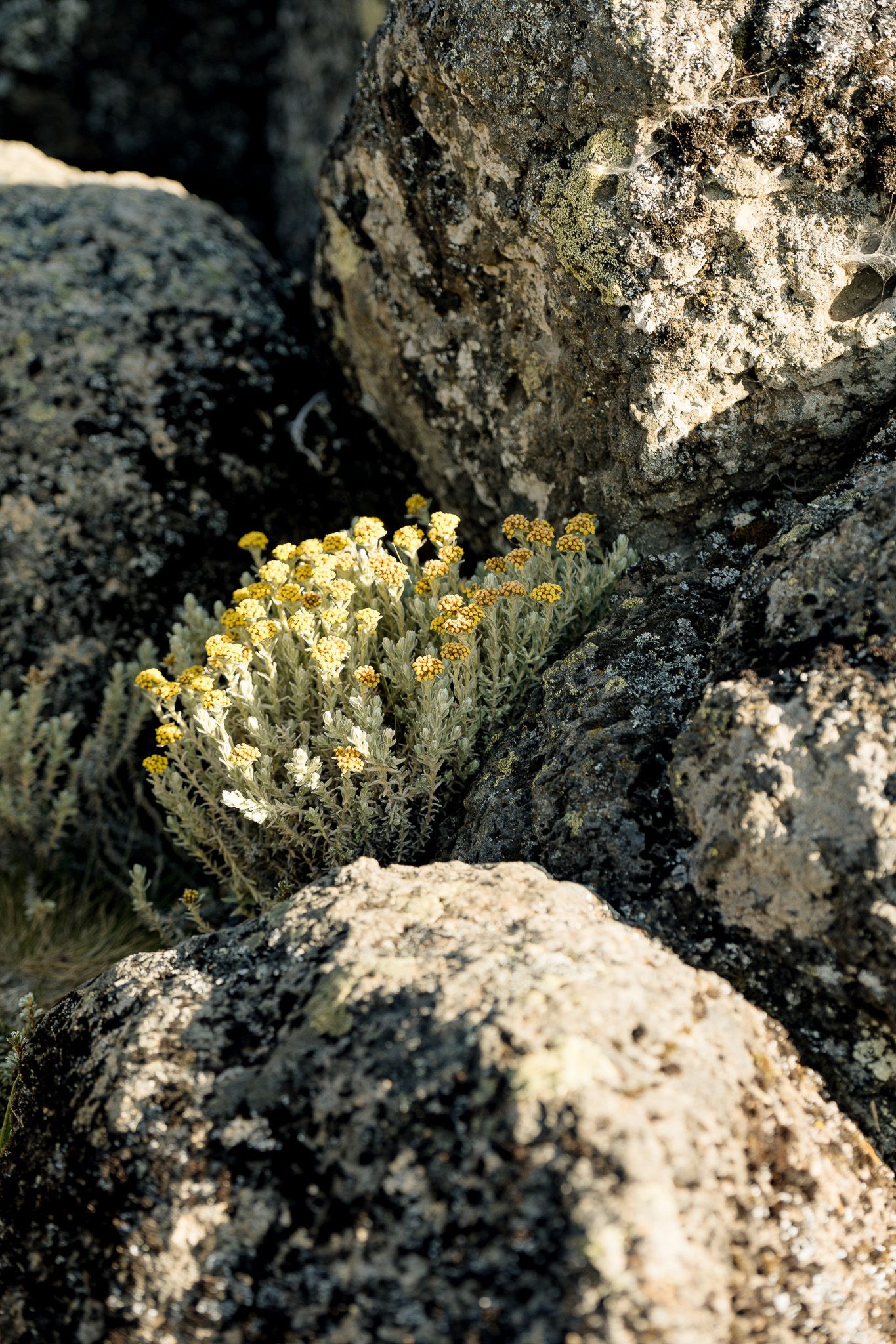 A close up of a plant growing out of a pile of rocks.