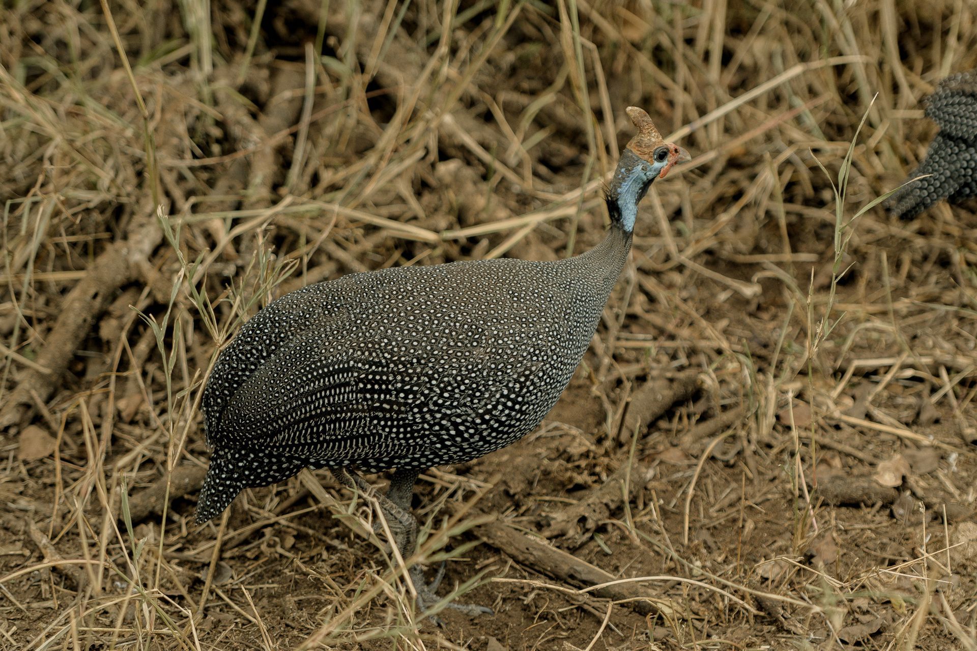 A couple of birds standing on top of a pile of dry grass.