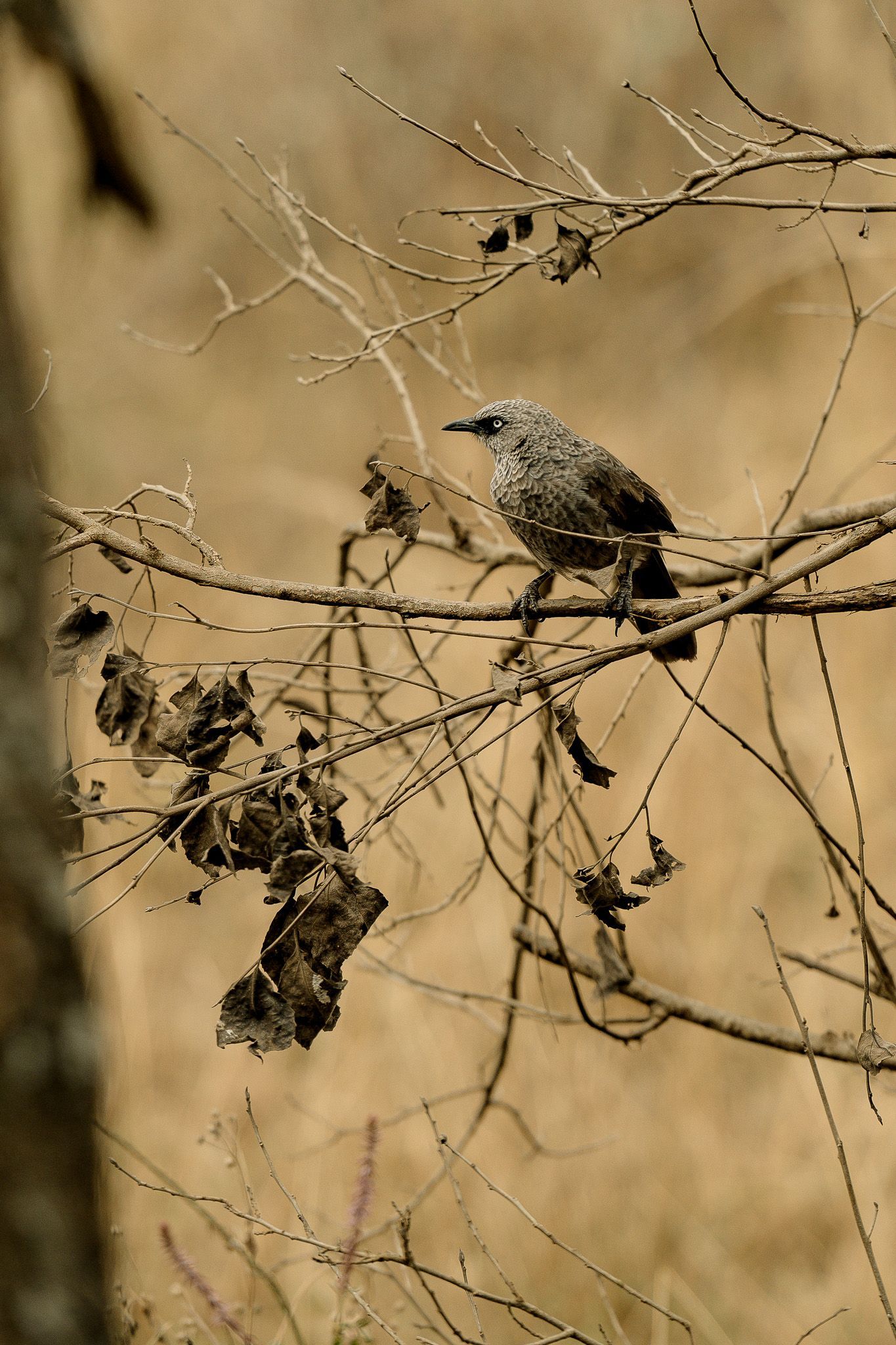 A small bird is perched on a tree branch
