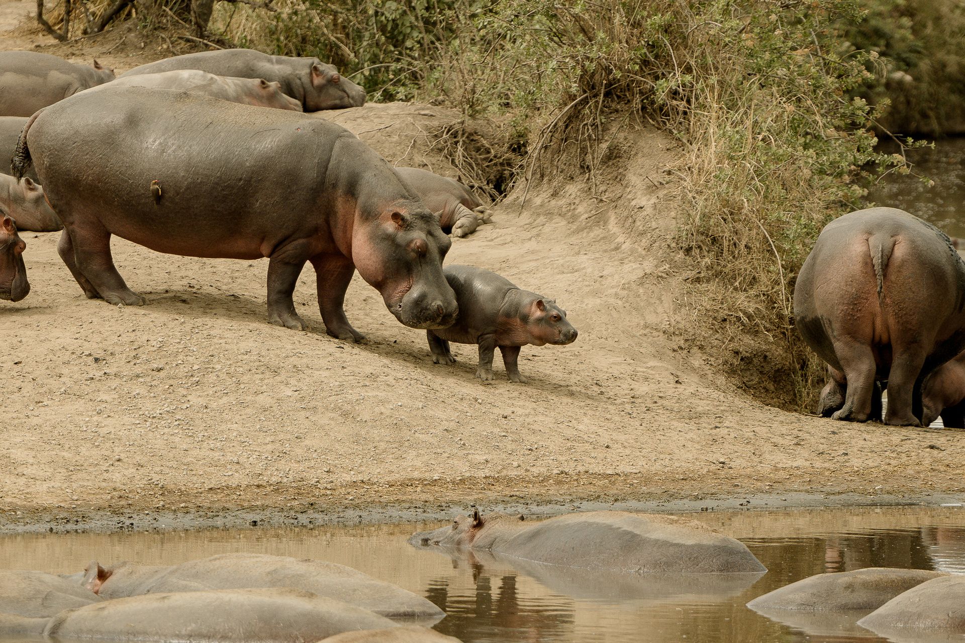 A herd of hippos standing next to a body of water