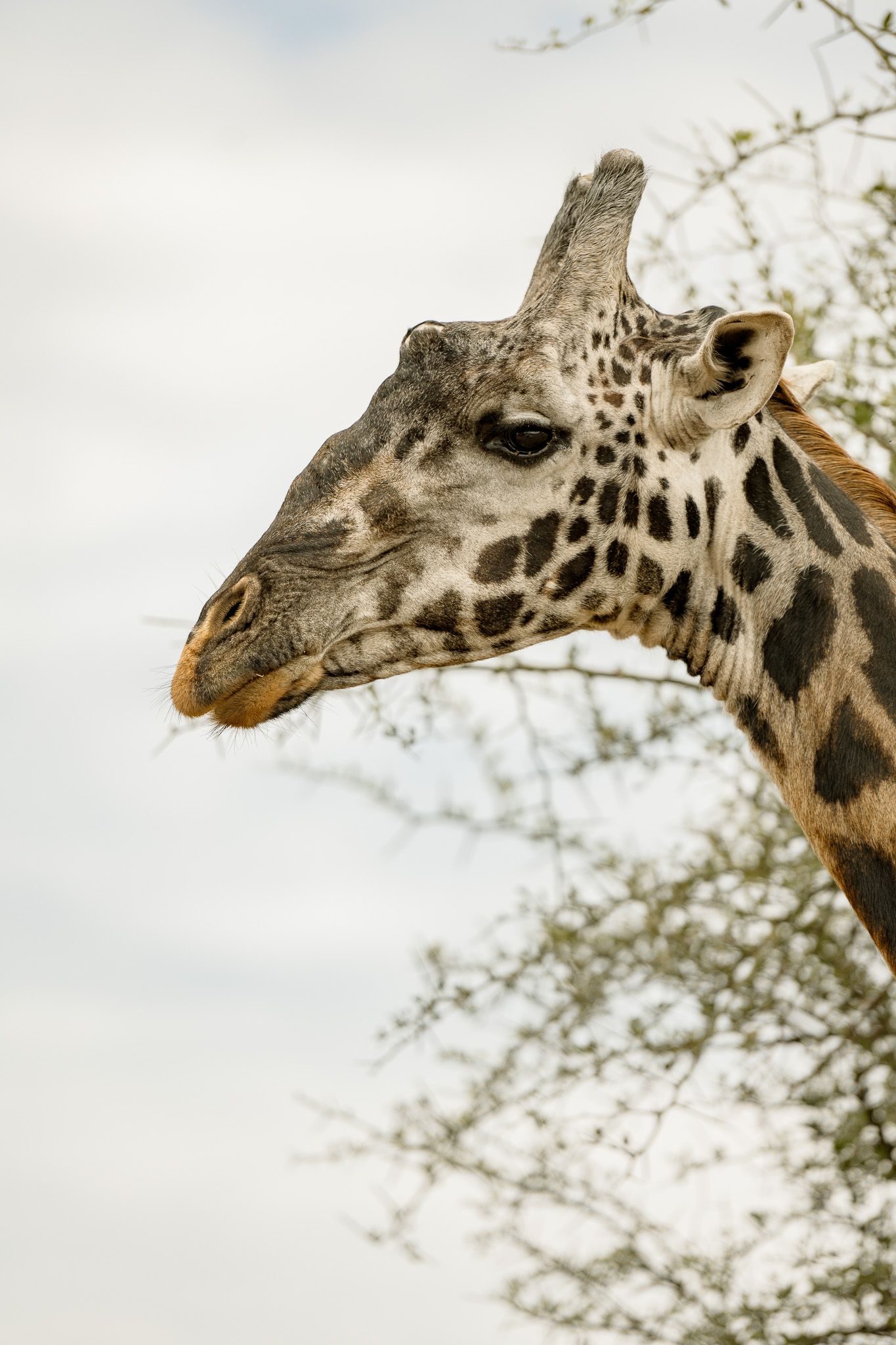 A close up of a giraffe 's head with a tree in the background.