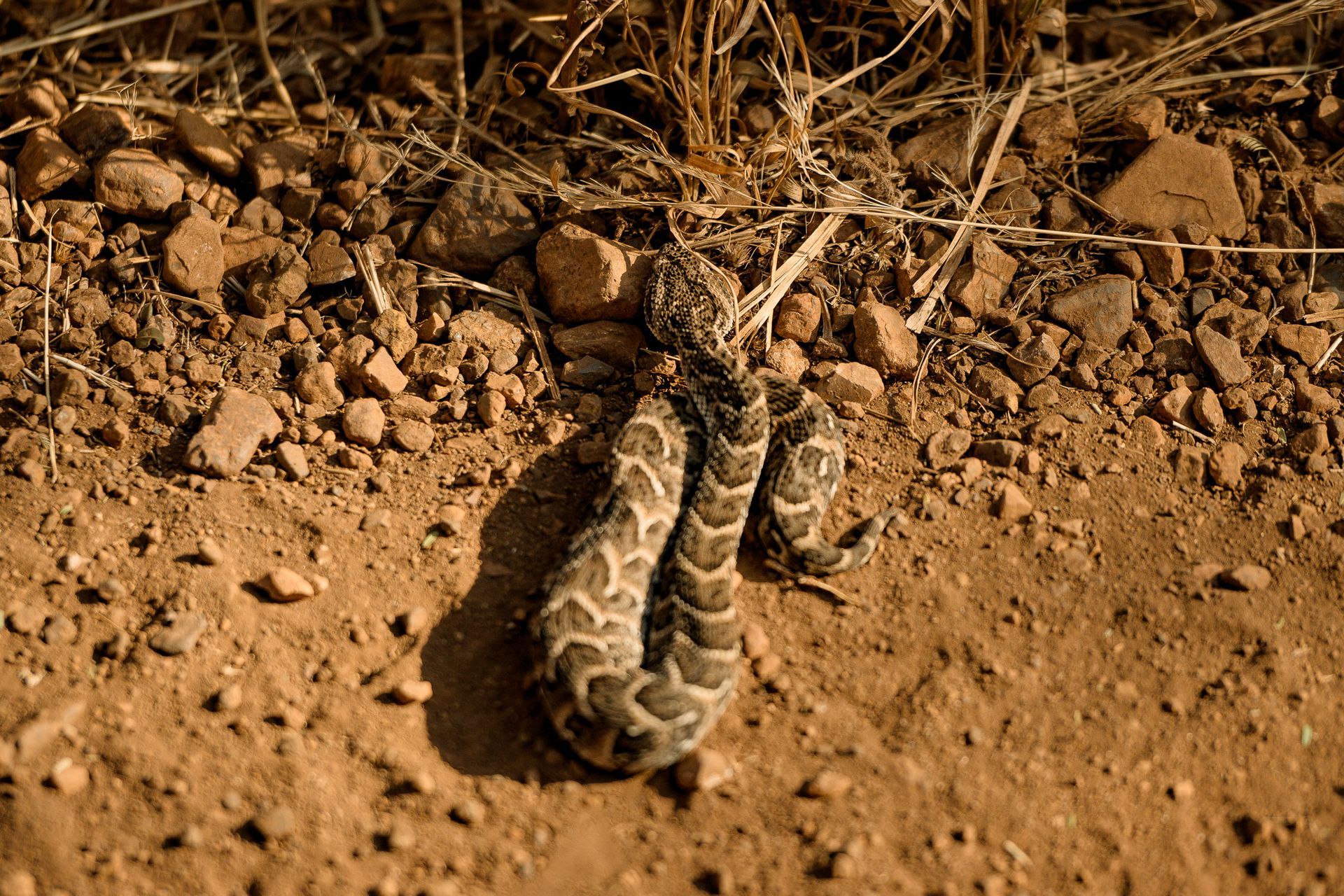 A snake is laying on the ground in the dirt.