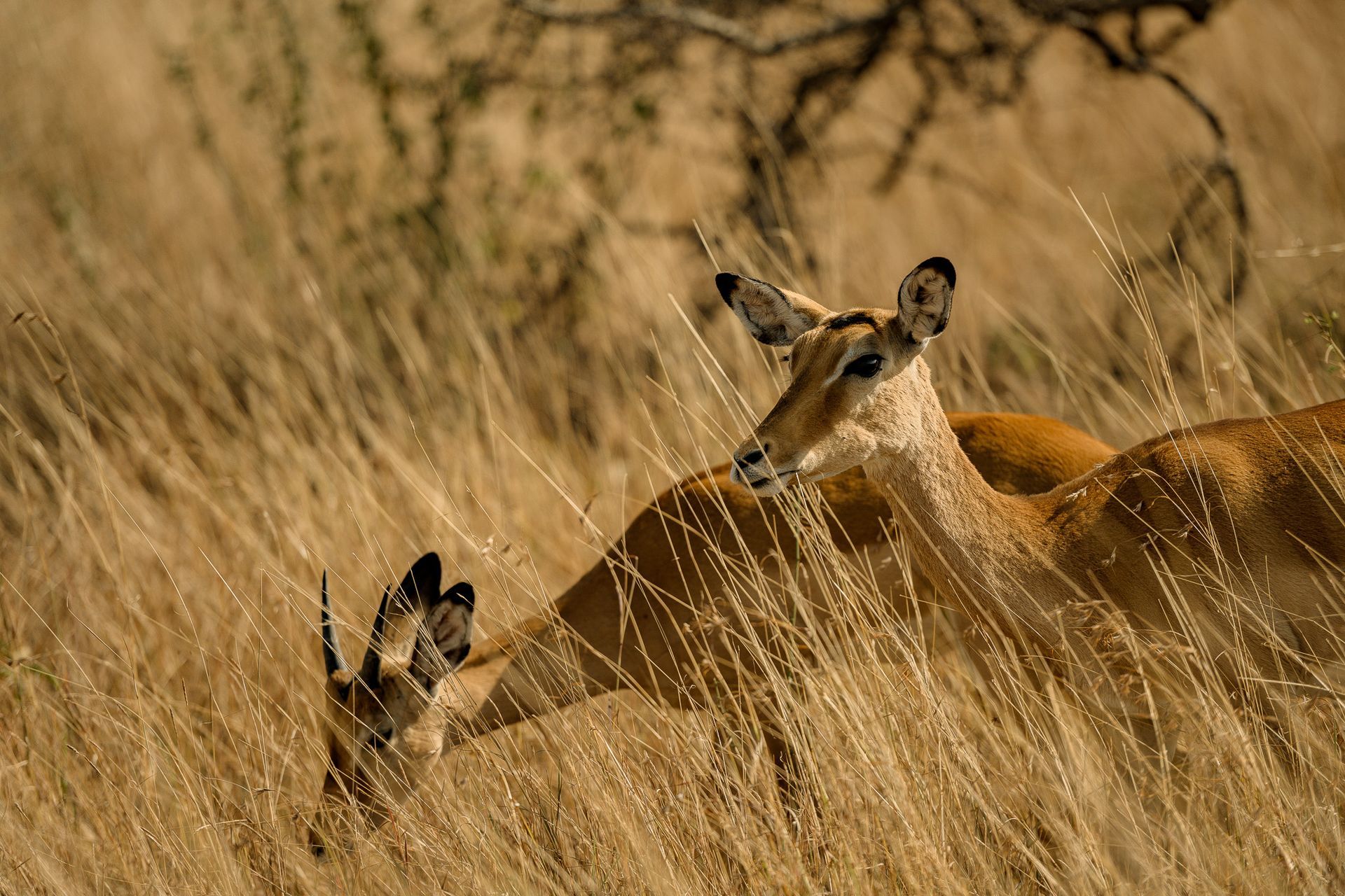 A couple of deer standing in a field of tall grass.