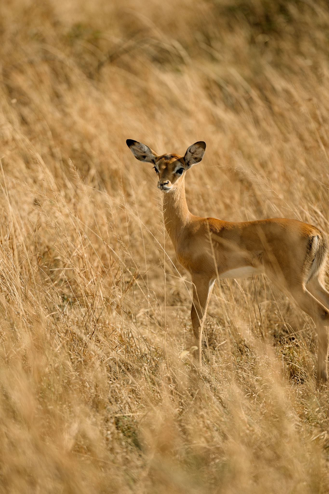 A deer is standing in a field of tall grass.