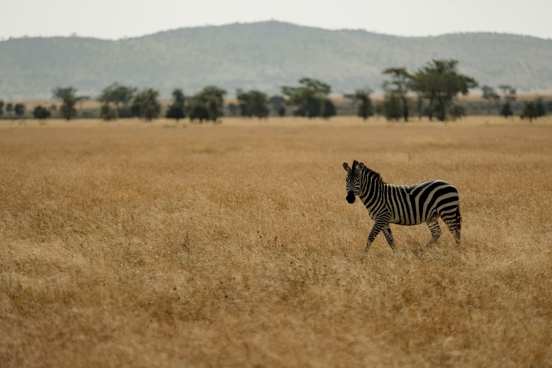 A zebra is walking across a dry grass field.